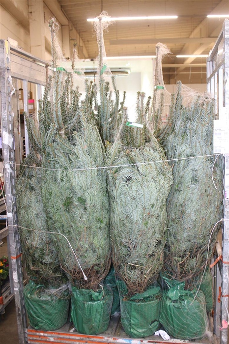 <h4>Abies Nordmanniana</h4>