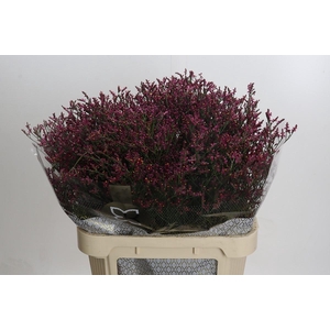 Limonium sinensis Scarlet Diamond
