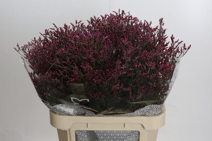 Limonium sinensis Scarlet Diamond