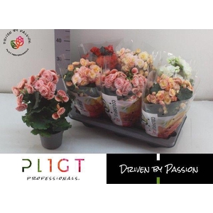BEGONIA MIX P14
