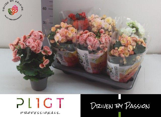 <h4>BEGONIA MIX P14</h4>