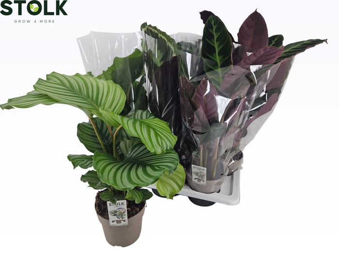 <h4>CALAT GEM 4 SRT</h4>