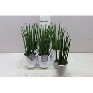 Sansevieria Cylindrica Mikado Wit Keramiek