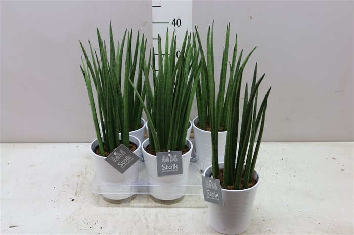 <h4>Sansevieria Cylindrica Mikado Wit Keramiek</h4>