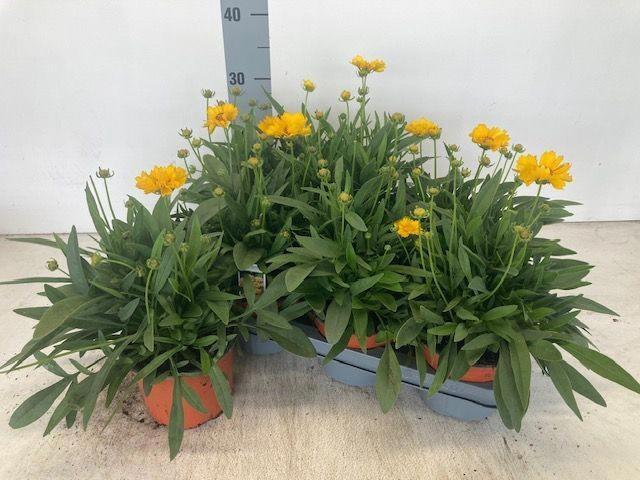 <h4>CORE GR PRESTO</h4>