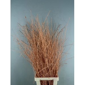 Betula Bs Paint Apricot