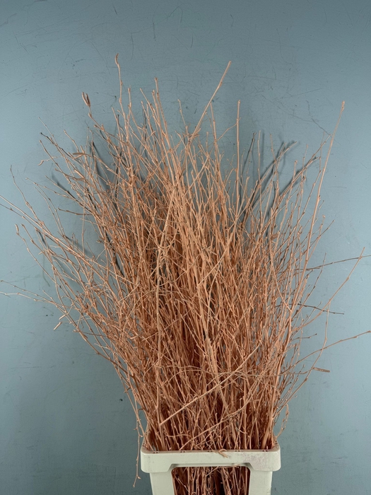 <h4>Betula Bs Paint Apricot</h4>