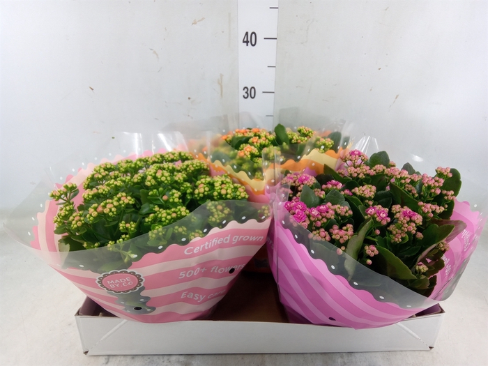 <h4>Kalanchoe blos.   ..rosebud mix  5</h4>