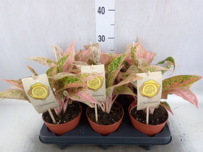 <h4>Aglaonema   ...</h4>