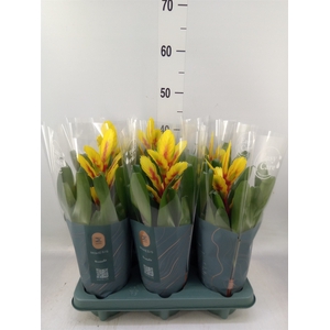 Vriesea  'Intenso Yellow Flame'