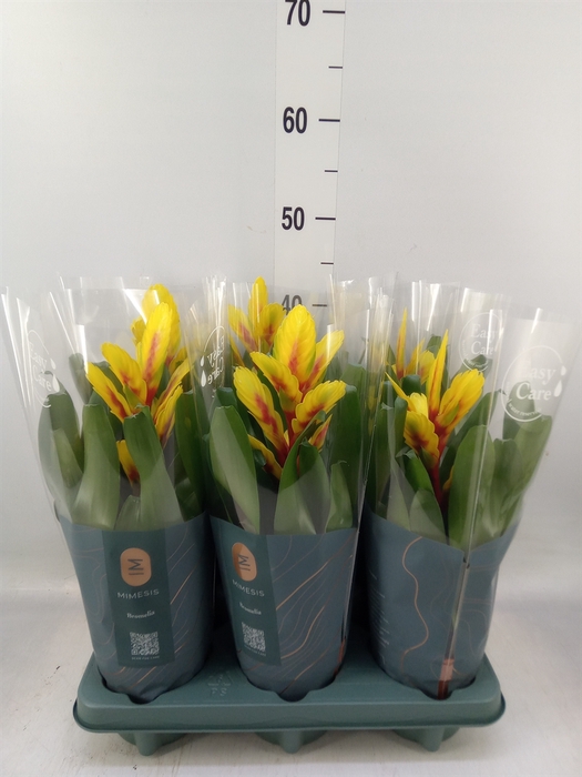 <h4>Vriesea  'Intenso Yellow Flame'</h4>
