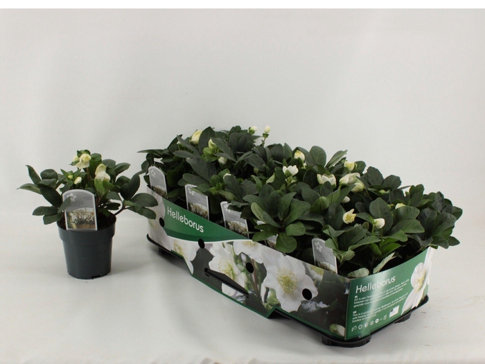<h4>Helleborus Christmas Carol XL met Kraag</h4>