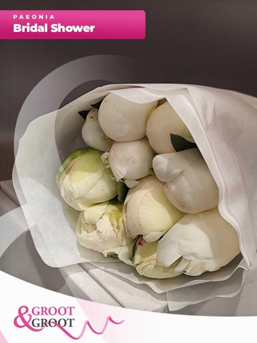 <h4>Paeonia Bridal Shower</h4>