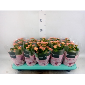 Kalanchoe blos. 'Serenity Apricot'