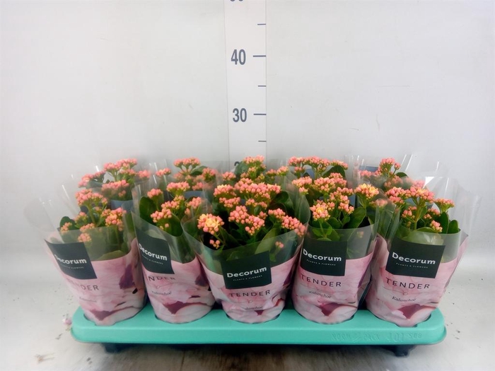 <h4>Kalanchoe blos. 'Serenity Apricot'</h4>