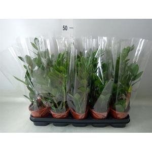 Zamioculcas zamiifolia