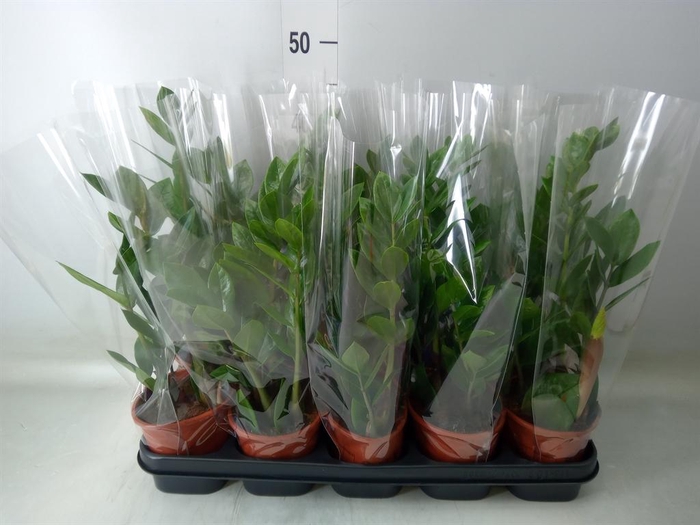 <h4>Zamioculcas zamiifolia</h4>