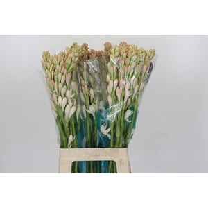 POLIANT TU ELVY IVOR