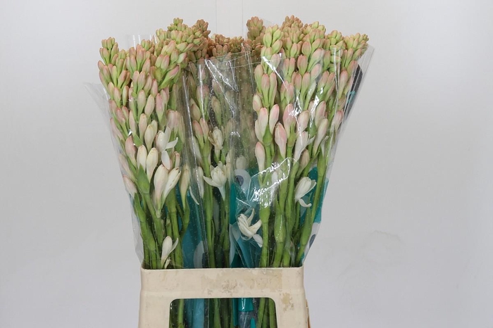 <h4>POLIANT TU ELVY IVOR</h4>