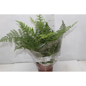 ASPLENIUM PARVATI P17