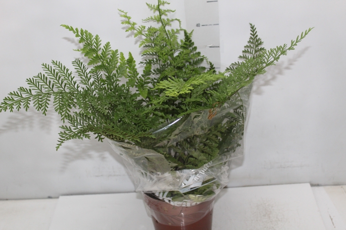 <h4>ASPLENIUM PARVATI P17</h4>