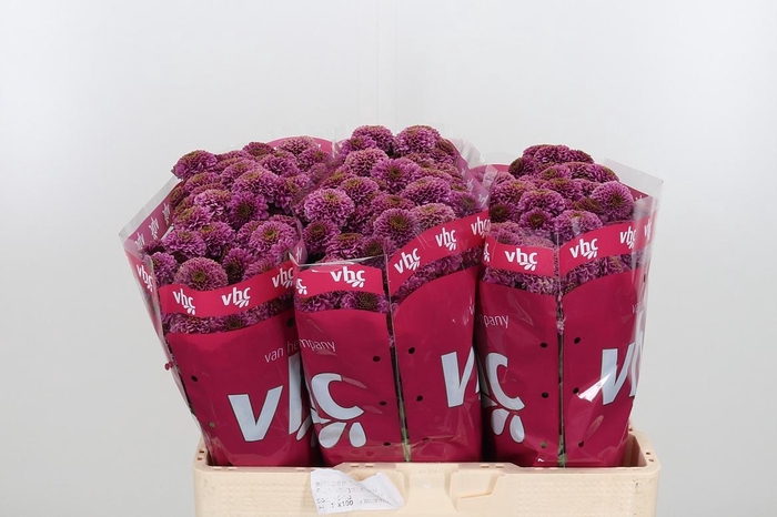 <h4>Chr San Aaa Doria</h4>