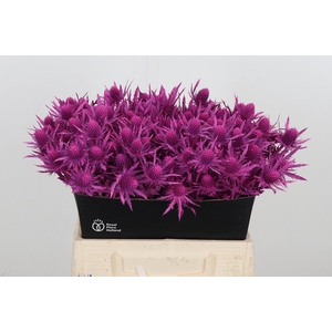 Eryn Orion Kl Bh Erika