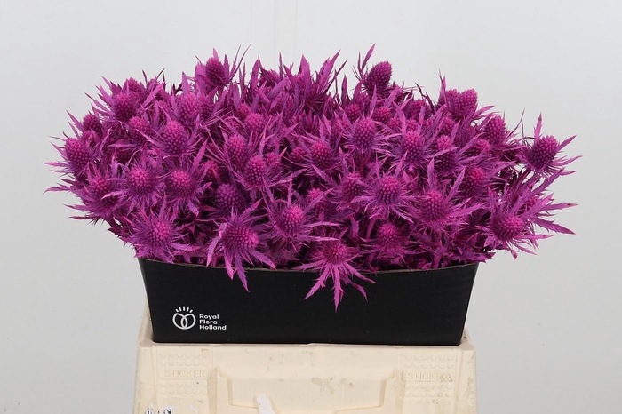 <h4>Eryn Orion Kl Bh Erika</h4>