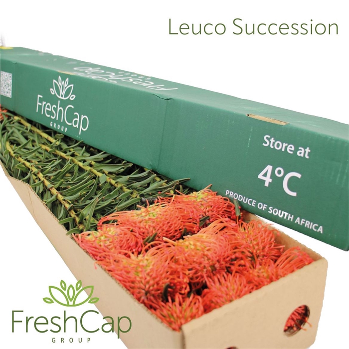 <h4>Leuco Succession Box</h4>