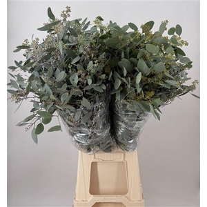 Euca Populnea Bes Ancient 300