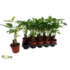 Pachira Aquatica 50cm