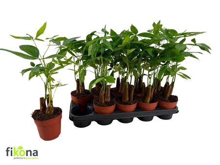 Pachira Aquatica 50cm