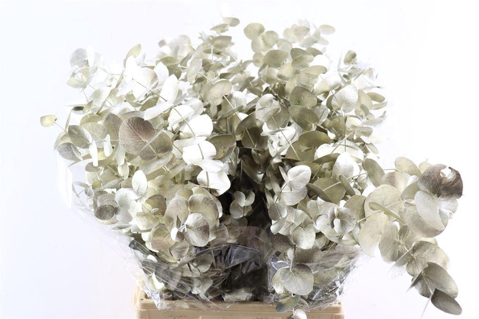 <h4>Euca Cinerea Platina P Bunch</h4>