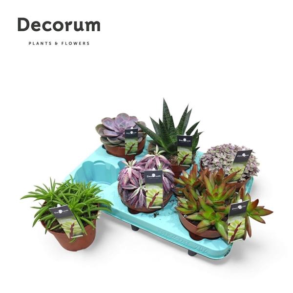 <h4>Succulent Mix P12</h4>