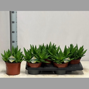 ALOE PERFOLIATA