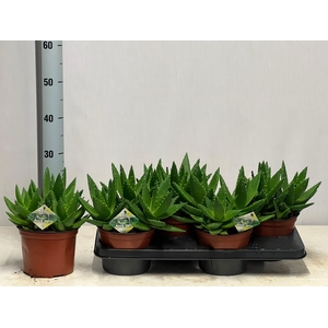 ALOE PERFOLIATA