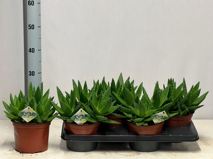 <h4>ALOE PERFOLIATA</h4>