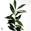 COCCULUS