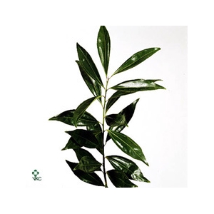 COCCULUS 80 CM BOX
