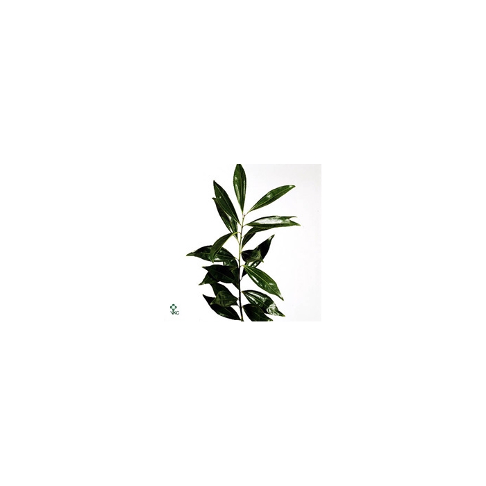 <h4>COCCULUS 80 CM</h4>