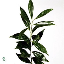 <h4>Cocculus 80cm</h4>