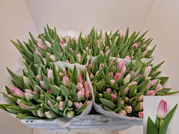 <h4>TU EN DYNASTY</h4>