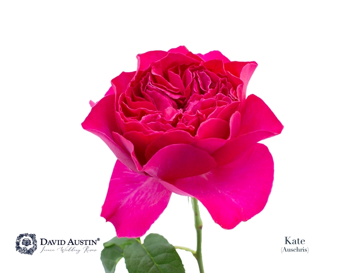 Rosa David Austin Kate