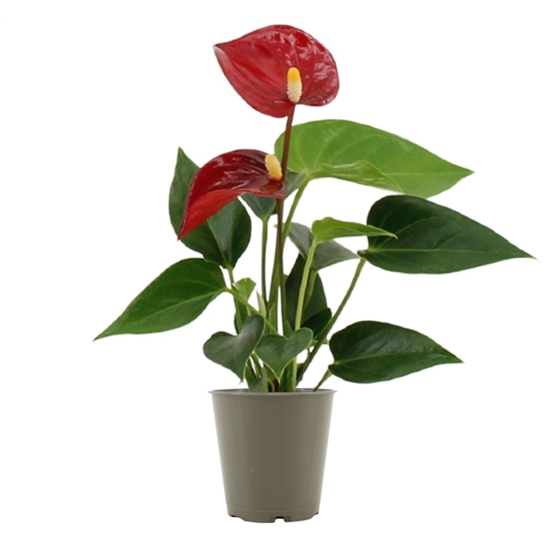 <h4>Anthurium Pearl Micra in transparant sleeve</h4>