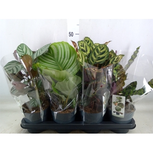 Calathea   ...mix 4