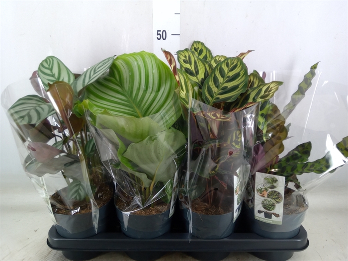 <h4>Calathea   ...mix 4</h4>