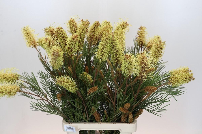 <h4>Grevillea Spiderman</h4>