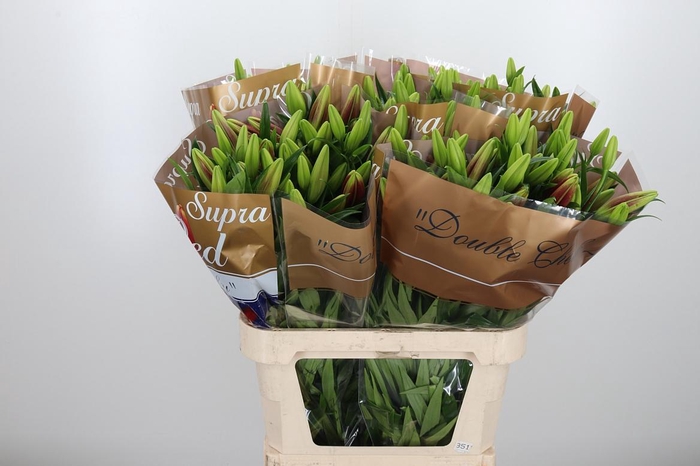 <h4>Li La Forza Red</h4>