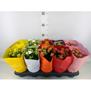 Kalanchoe blos. 'Perfecta'  ..mix 5