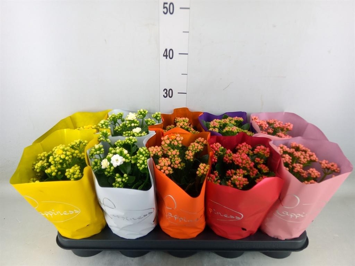 <h4>Kalanchoe blos. 'Perfecta'  ..mix 5</h4>
